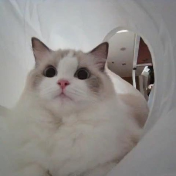 Chenxu Fu - Poshmark Profile Picture of Chenxu Fu (@fuchenxu1997) on Poshmark