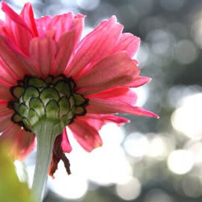 Profile Picture of Diane Wishnowski (@DianeWish) on Twitter