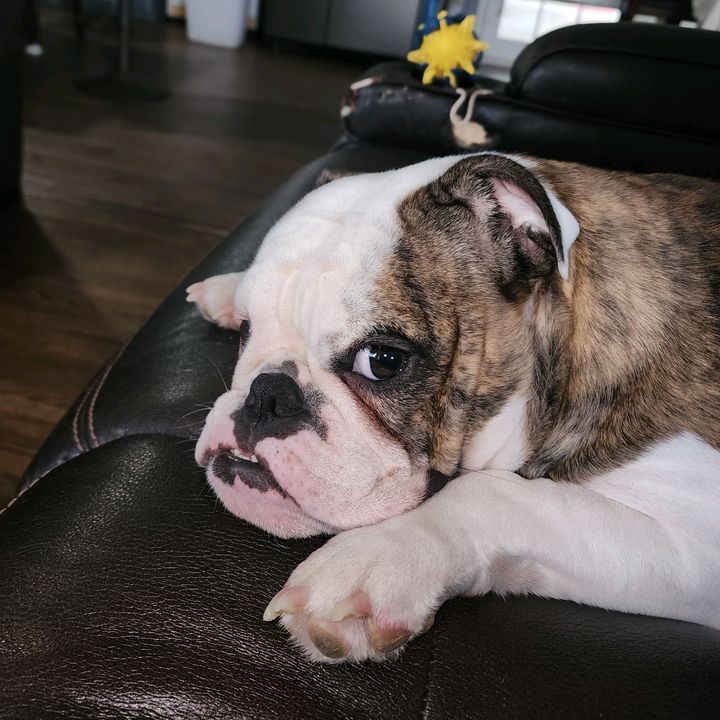 Profile Picture of hugobaez (@hugobaez5361) on Tiktok