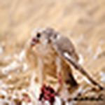 Profile Picture of Abdulla Mohamed (@bofahad79) on Flickr