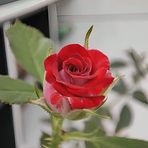 Profile Picture of Omar Faruk (@Omar-Faruk) on Facebook