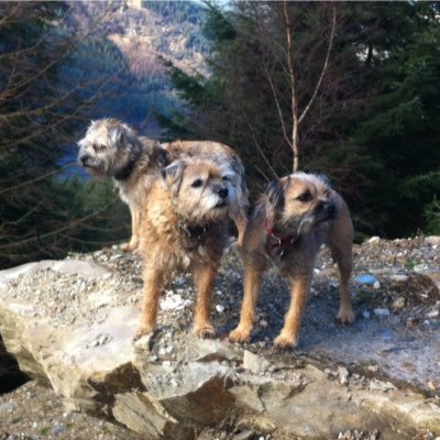 Profile Picture of Sky, Jazz N Baileyon Twitter