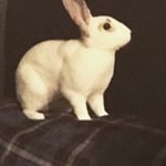 Profile Picture of Chester Matthews (@chester_matthews_the_bunny) on Instagram