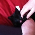 Profile Picture of Suri Thomas-Lockett (@suri_purry) on Instagram