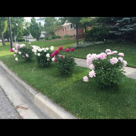 Eleni Vrahnos - Poshmark Profile Picture of Eleni Vrahnos (@ekvrahnos) on Poshmark