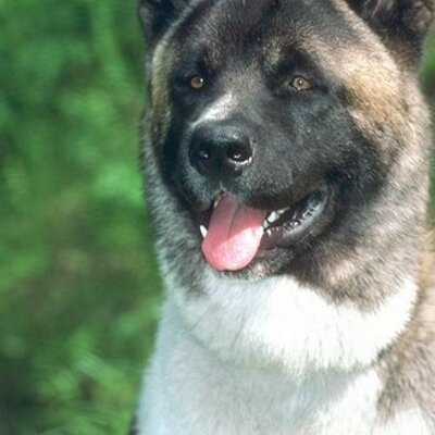 Profile Picture of Julia Faul (@jfaul1939) on Twitter