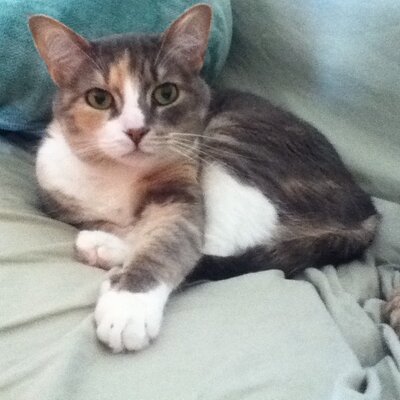 Profile Picture of Erika Butcher (@hldnsmm) on Twitter