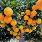 Profile Picture of Jerry Komer (@Jerry-Komer) on Facebook