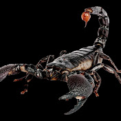 Profile Picture of Milu (@Milu-d7w) on Youtube