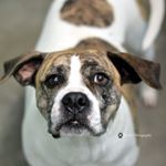 Profile Picture of Chelsi Dill (@walker_ga_animal_shelter) on Instagram