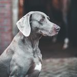 Profile Picture of Richard Broeren (@richard.broeren) on Instagram