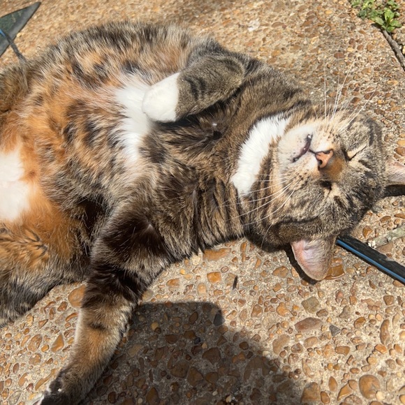 Profile Picture of Alice Lee (@zalicelee) on Poshmark