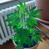 Profile Picture of alexander schneider (@@mirischlaengwilig) on Tiktok