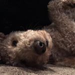Profile Picture of Lola Walters (@_lolawalters) on Instagram