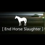 Profile Picture of Alison (@end_horse_slaughter101) on Instagram