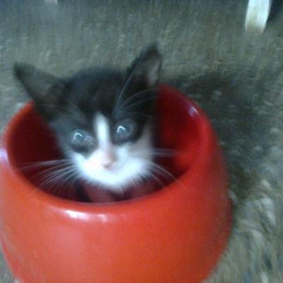 Profile Picture of Lucia Mesa (@doymesa) on Twitter