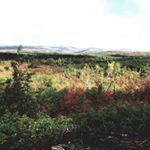 Profile Picture of Josh Corey (@josh_corey6) on Instagram