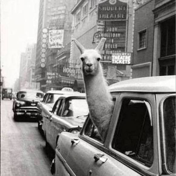 Profile Picture of Christine Karpinsky (@chriskarp14) on Poshmark