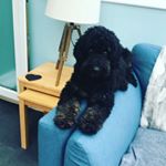 Profile Picture of Bailey Daniels (@baileythecockapoo007) on Instagram