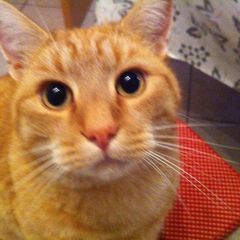 Michael Stoffels696 - Tiktok Profile Picture of Michael Stoffels696 (@michaelstoffels69) on Tiktok