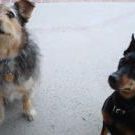 Profile Picture of Lynette Dodds (@doyleandlynette) on Pinterest