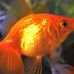 Profile Picture of Abraham Simpson (@abraham.simpson.509) on Facebook