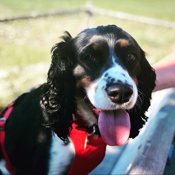 Profile Picture of Victoria Passauer (@sauerdough) on Poshmark