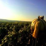 Profile Picture of Emerson trait des vignes (@emerson_bart) on Instagram