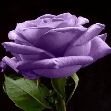 Profile Picture of Josefina Gonzalez Go (@Josefin46202684) on Twitter