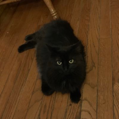 Profile Picture of Dawn kapp (@Suki23cat) on Twitter