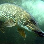 Profile Picture of Nicholas (@nicholas_fisherman) on Instagram