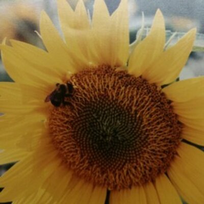 Profile Picture of Laurie McElroy (@LaurieMcElroy) on Twitter