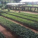 Profile Picture of Vivero Maria Strubinger 🌱 (@viveromariastrubinger) on Instagram