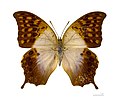 Profile Picture of Charaxes varaneson Wikipedia