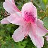 Profile Picture of Amy Fultz (@@chimpalf) on Tiktok
