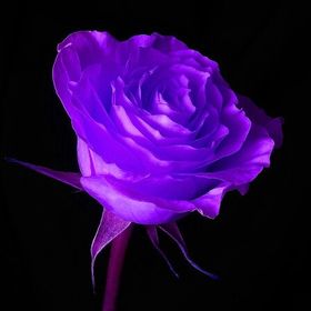 Profile Picture of hailey rasmussen (@hjojorasmussen) on Pinterest