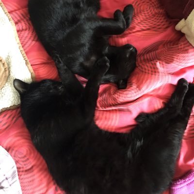 Profile Picture of Dexter, Alfie,Oliver (@alfie_dexter) on Twitter