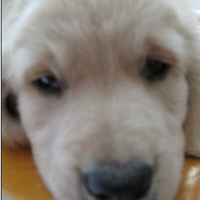 Profile Picture of Chen Luo (@Celine1526) on Twitter