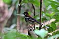 Profile Picture of Red-backed thrushon Wikipedia