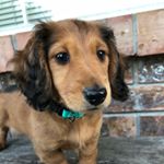 Profile Picture of Lucy Gauthier (@curiousmisslucy) on Instagram