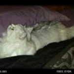 Profile Picture of Jo R-R (@jorussellkiwi) on Instagram