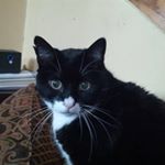 Profile Picture of George DeGeorgetown (@degeorgetown) on Instagram