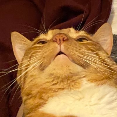 Profile Picture of James Crothers (@MrCrothers) on Twitter