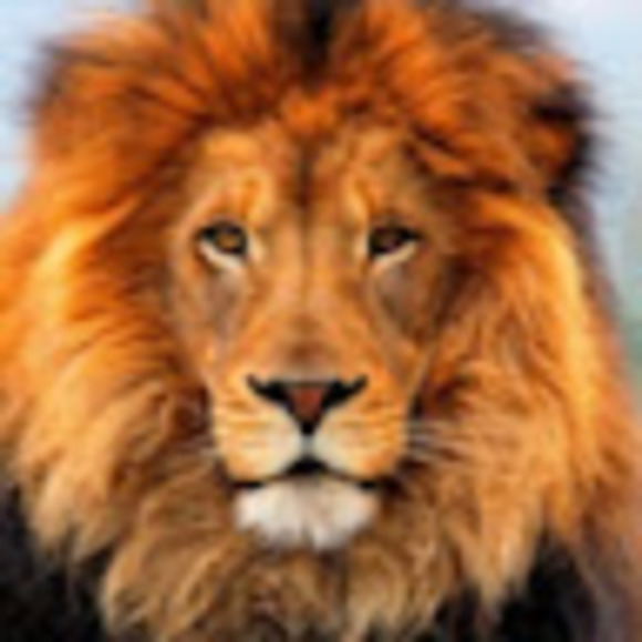 Profile Picture of Ahmed Jamal (@ahmedjamal491) on Poshmark