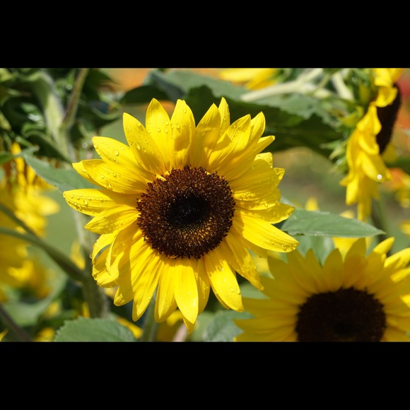 Profile Picture of Lisa Draper (@lmdraper0709) on Poshmark