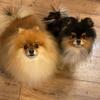 Profile Picture of Isaac Levin270 (@@louie_van_dogge) on Tiktok