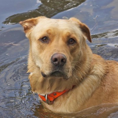 Profile Picture of Bruce Alexander (@jackofallthumbs) on Twitter