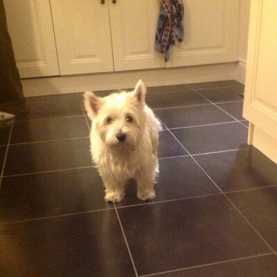 Profile Picture of Peter Rose-Troup (@@RoseTroup) on Twitter