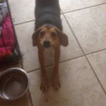 Profile Picture of Davis Gray (@mylo_the_dogo) on Instagram