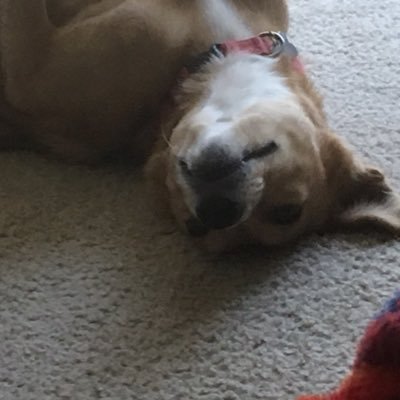 Profile Picture of Sophie Hamus Doggo (@SophieDoggoHam) on Twitter